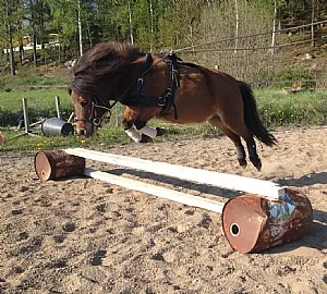 Jemir valack till salu - svenskt halvblod under ryttare på Thorstorps Gård