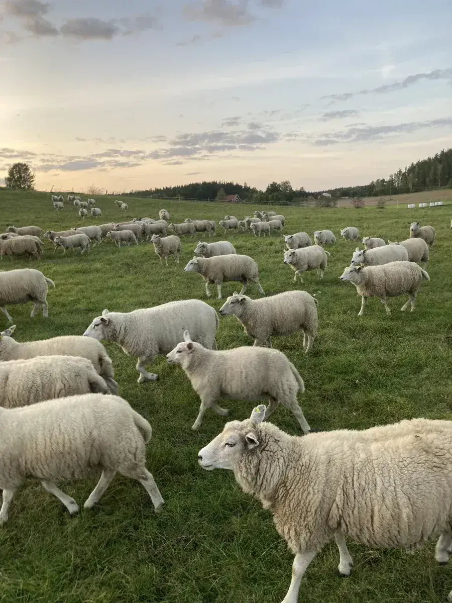 Får på gården