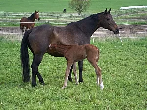 Lavendel diplomsto med sitt hingstföl Lavin på Thorstorps Gård