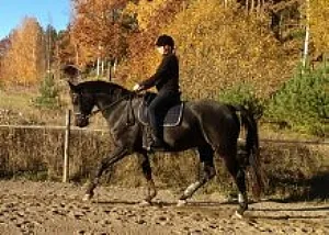 Latino dressyrhäst med dressyrdiplom på ridbanan