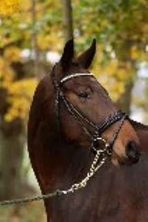 Lamell hoppvalack i hoppmoment - såld från Thorstorps Gård