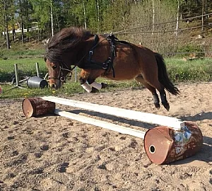 Diameter av Gindemo - minishetlandsponnyn och diplomsto på Thorstorps Gård